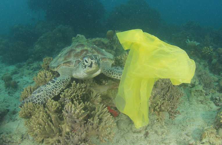 Ratgeber Plastik vermeiden: Plastik im Meer bedroht die Tiere