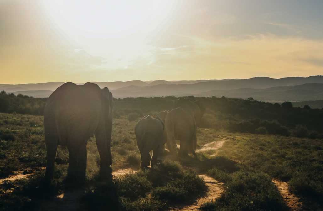 Elefanten im Addo Elephant Park, Südafrika