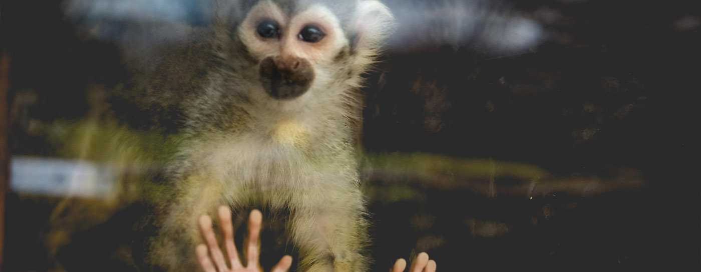 Ein Affe als Haustier? Affen gehören in die freie Wildbahn.