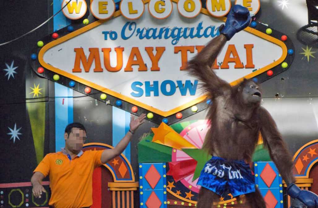 Orang-Utan-Boxen in Thailand