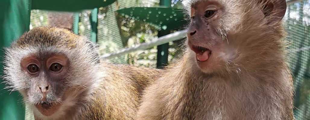 Happy End für 20 beschlagnahmte Affen im Kongo