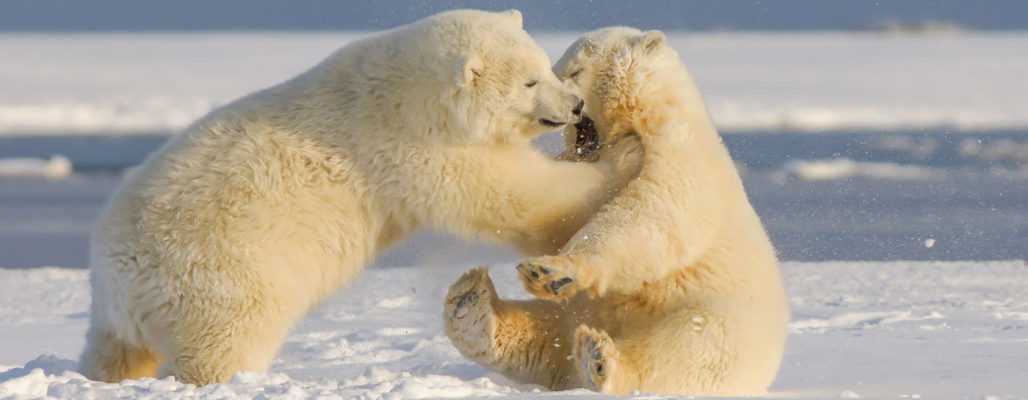 Ölförderung im Naturschutzgebiet in Alaska freigegeben