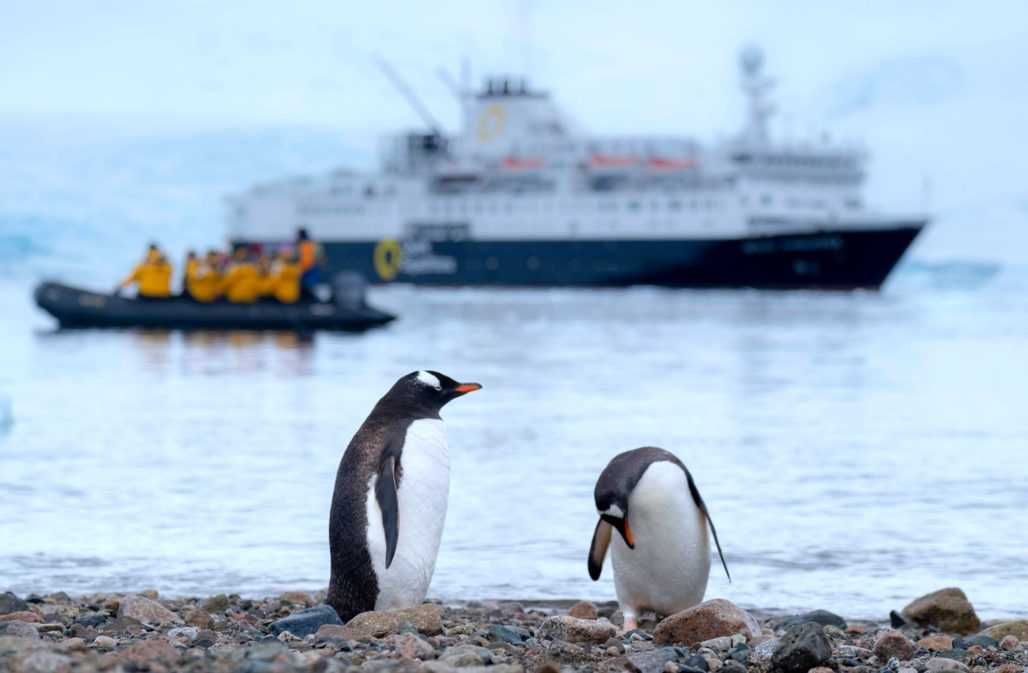 Eselspinguine in der Antarktis. Im Hintergrund ein Expeditionsschiff