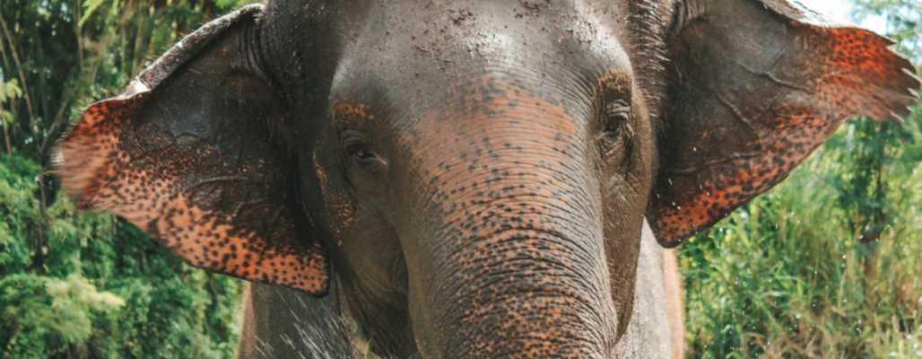 Asiatischer Elefant