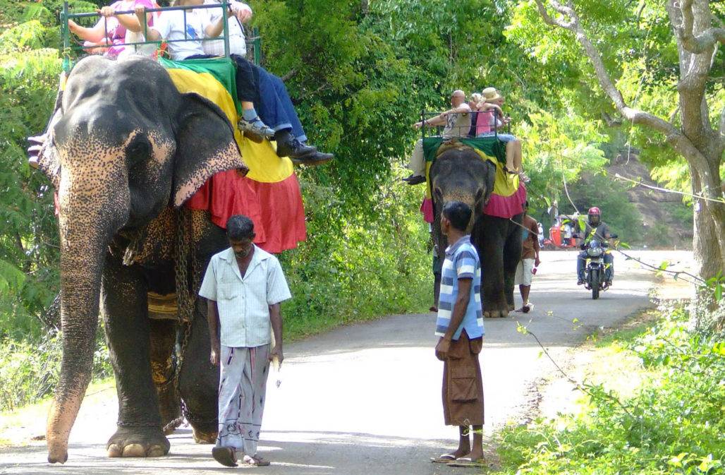 Mit einer Patenschaft für Elefanten den Einsatz für einen tierfreundlichen Tourismus stärken
