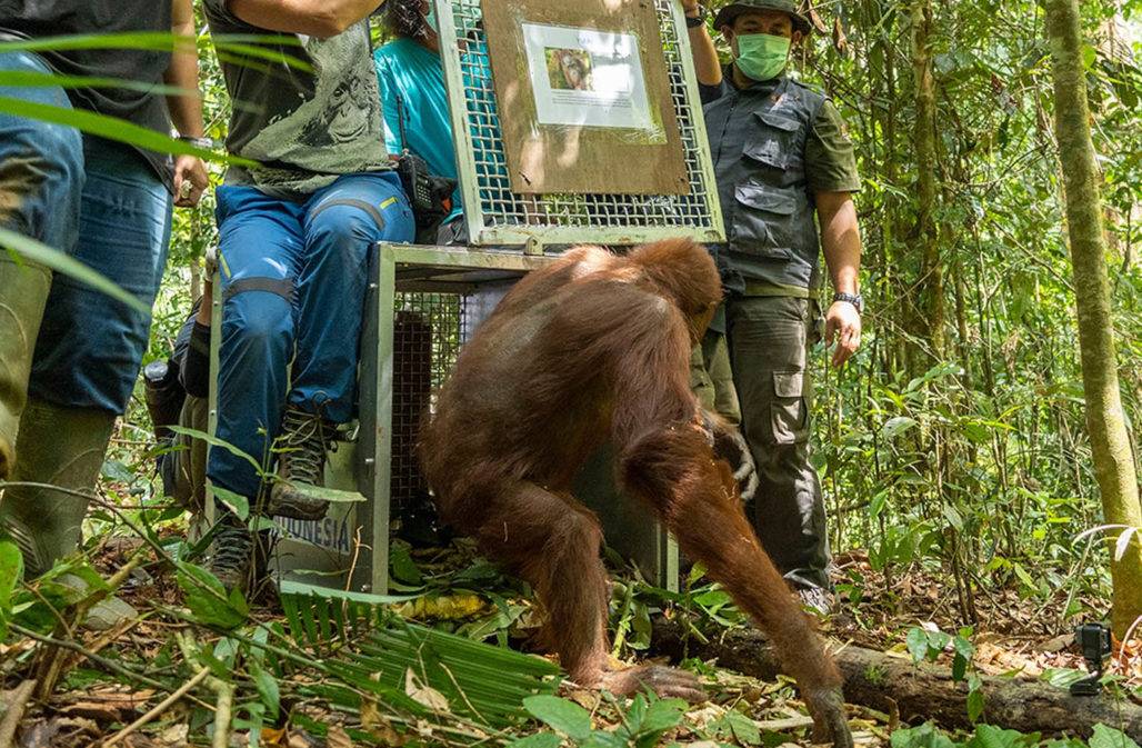 Orang-Utan wird ausgewildert © IAR
