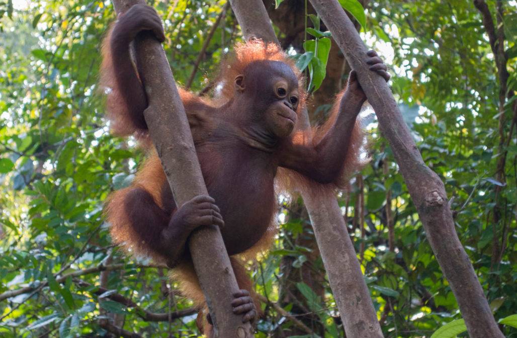 Orang-Utan Indonesien: Vorbereitung auf die Wildnis © IAR