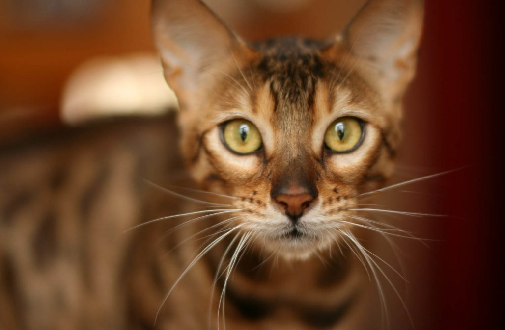 Wildkatzen: Bengalkatzen sind geschützt