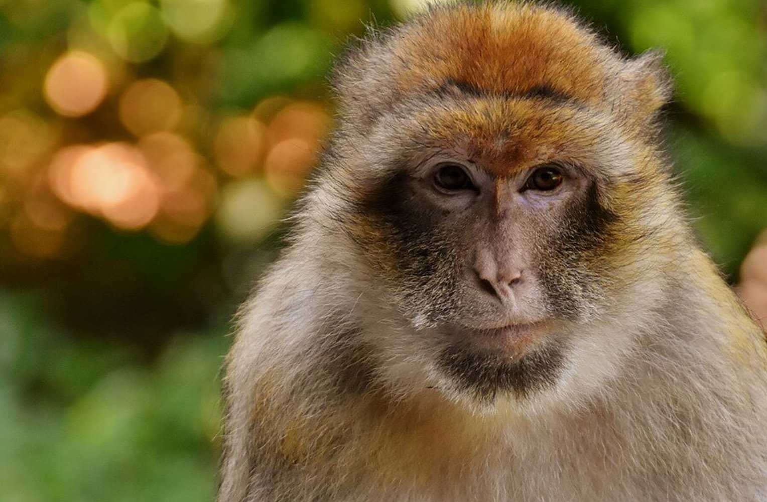 Ein Affe als Haustier? Affen gehören in die freie Wildbahn.