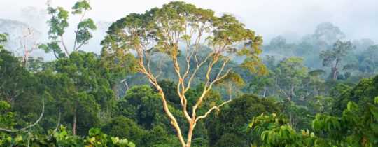 Palmöl statt Regenwald auf Borneo