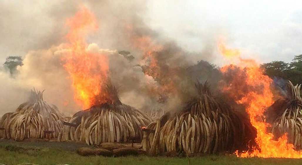 Elfenbein zerstören in Kenia © Ofir Drori