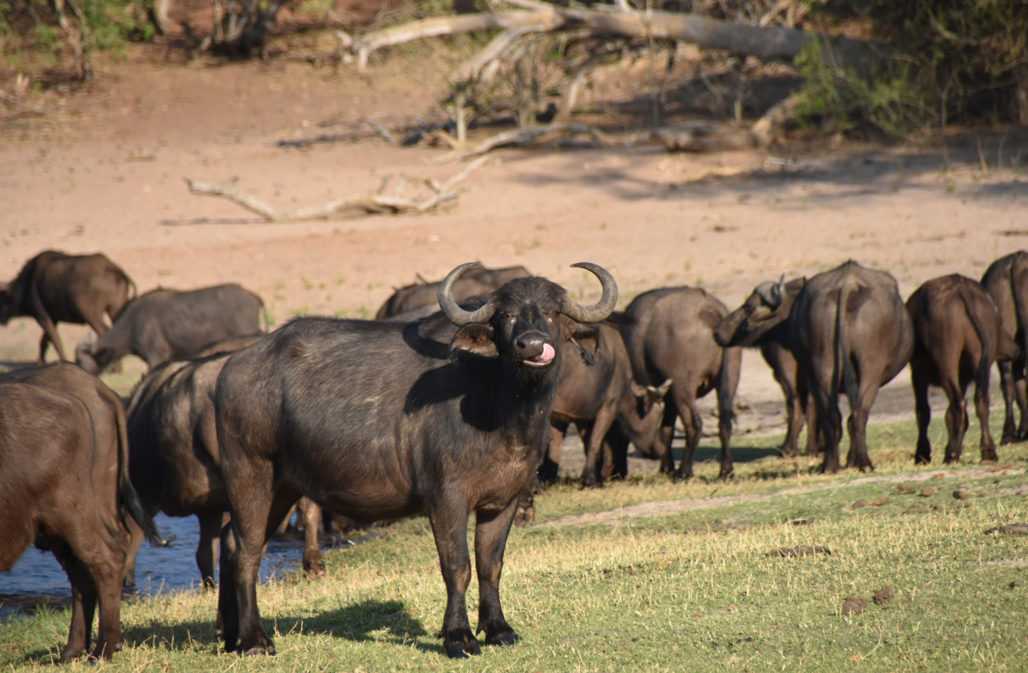 Büffelherde im Chobe Nationalpark, Botswana