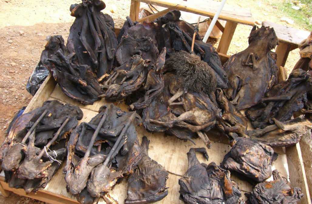 Geräuchertes Affenfleisch auf Bushmeat-Markt in Yaounde, Kamerun