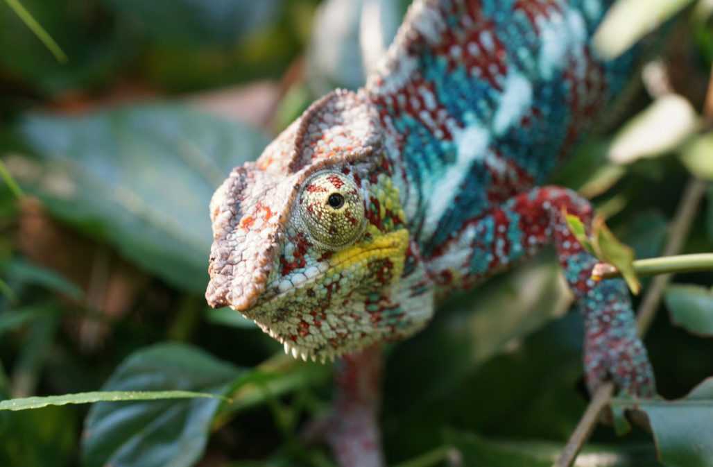 Pantherchamäleon aus Madagaskar