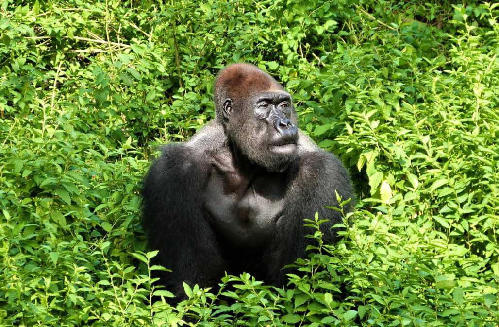 Erfolge: Schutz von Lebensraum
Gorilla © LWC