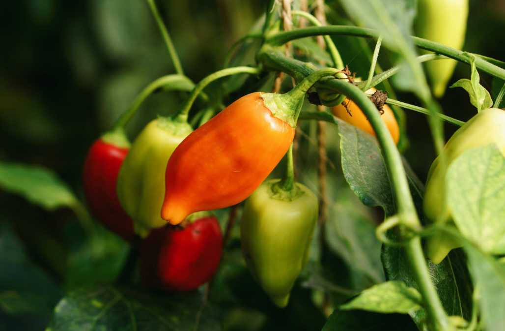 Elefanten mögen keine Chilis