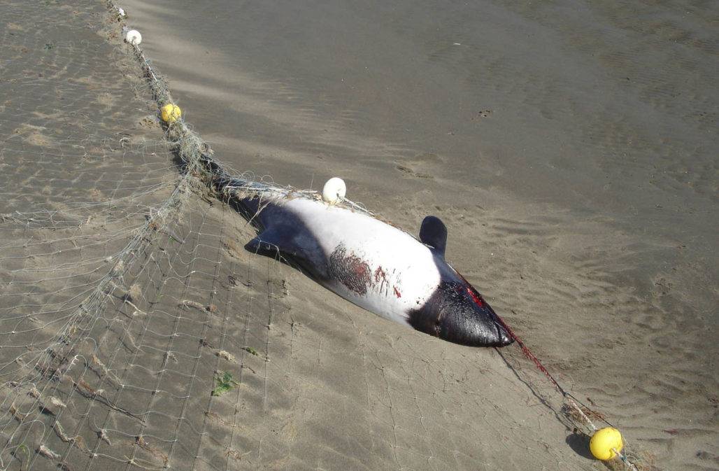 Einer von vielen Commerson-Delfinen, denen die Stellnetze zum Verhängnis wurden.