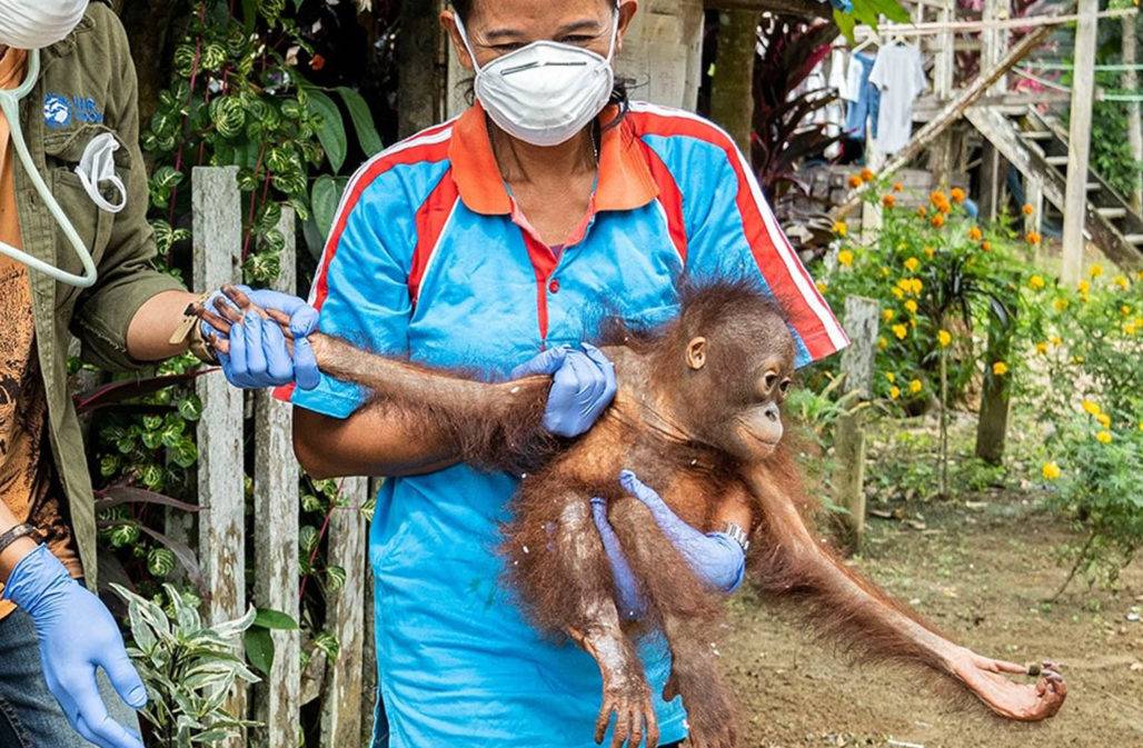 Orang-Utan Covita gerettet © IAR