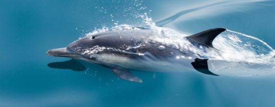 Ansichtskarte: Boto Ein sehr seltenes Motiv Flussdelfin Amazonas 