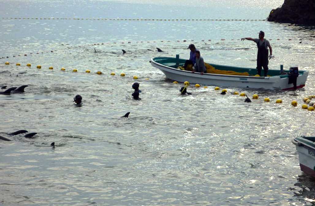 Delfine werden in Taiji für den Lebendhandel ausgewählt © HPRoth