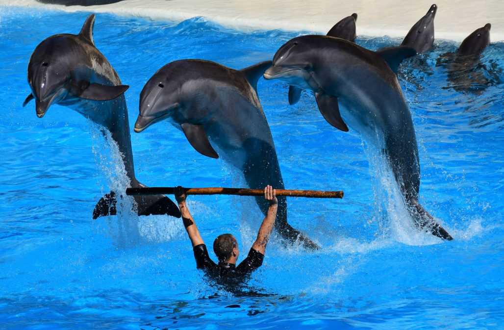 Delfinshow im Delfinarium