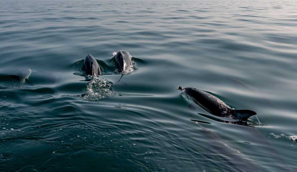 Delfine schwimmen frei im Meer