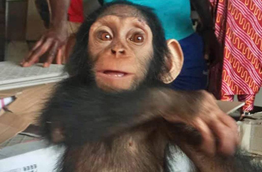 Gerettetes Schimpansenbaby © EAGLE