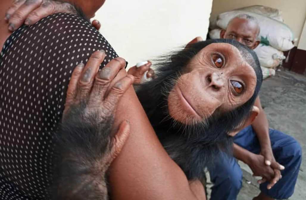 Gerettetes Schimpansenkind @ LAGA