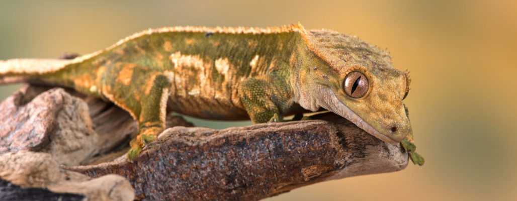 Reptilienschmuggel: Handel ohne Grenzen