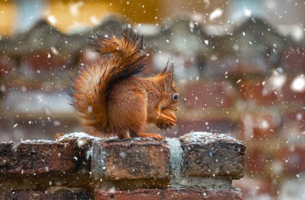 Eichhörnchen im Garten