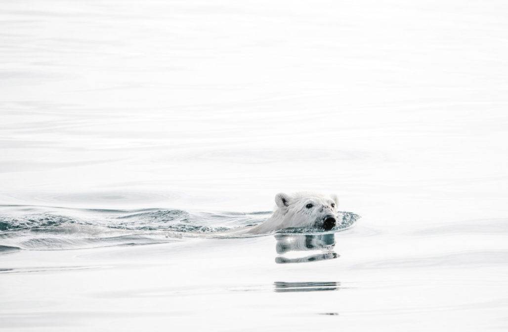 Eisbär im Arktischen Ozean