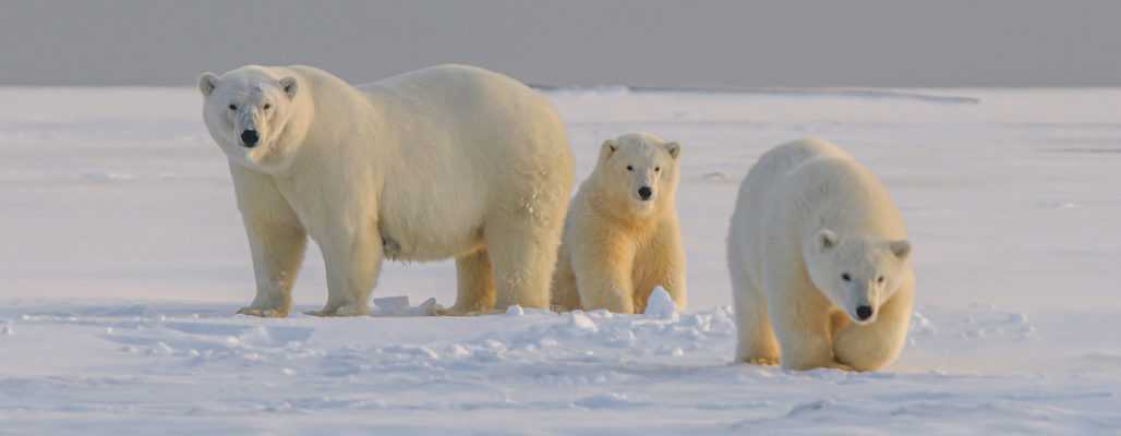 Eisbären – bedroht durch Klimawandel und Jagd