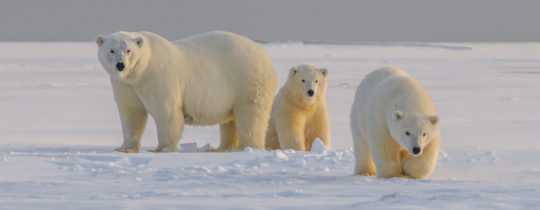 Eisbären – bedroht durch Klimawandel und Jagd