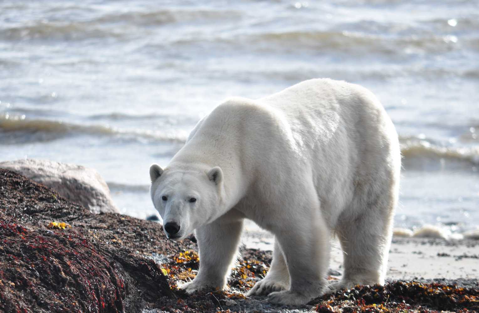 Eisbär: Ohne Eis keine Beute