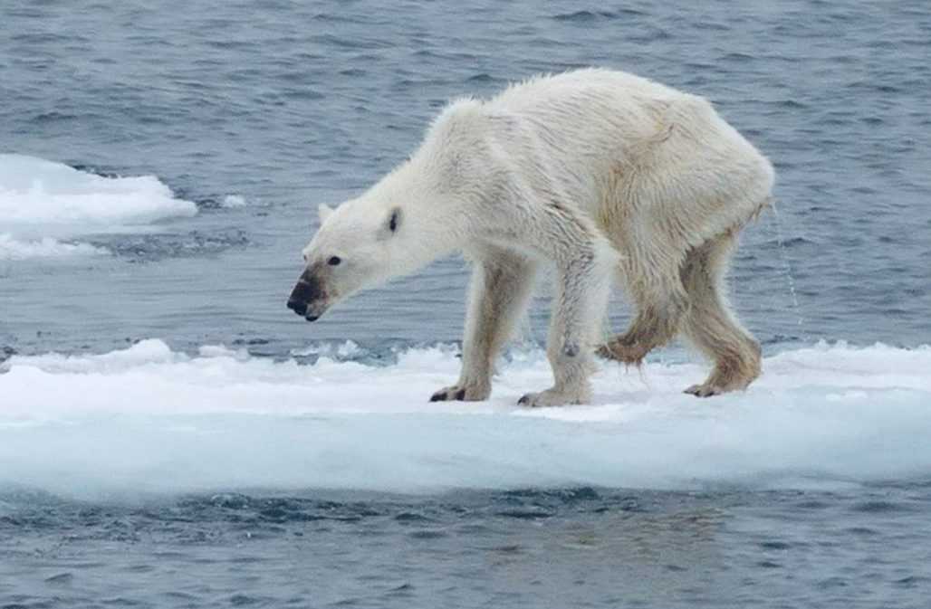 Verhungernder Eisbär bedroht © Langenberger