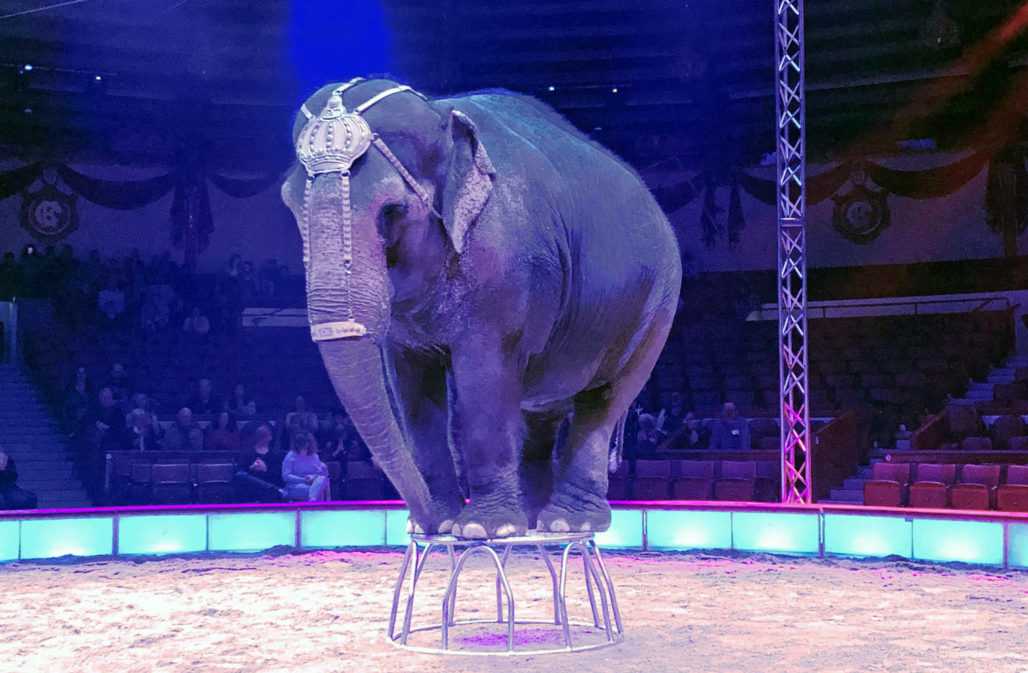 Elefant im Circus Krone © privat