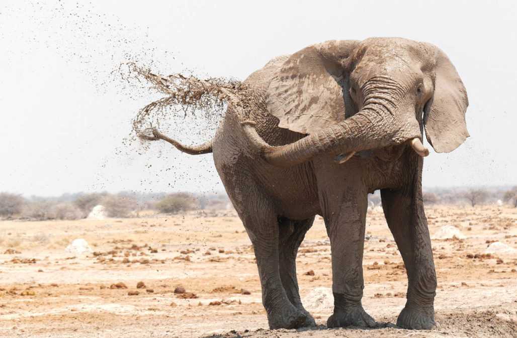 Erfolg in der Kampagne: Elefantenfreundlich reisen