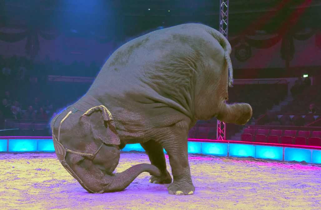 Elefant im Circus Krone © Pro Wildlife