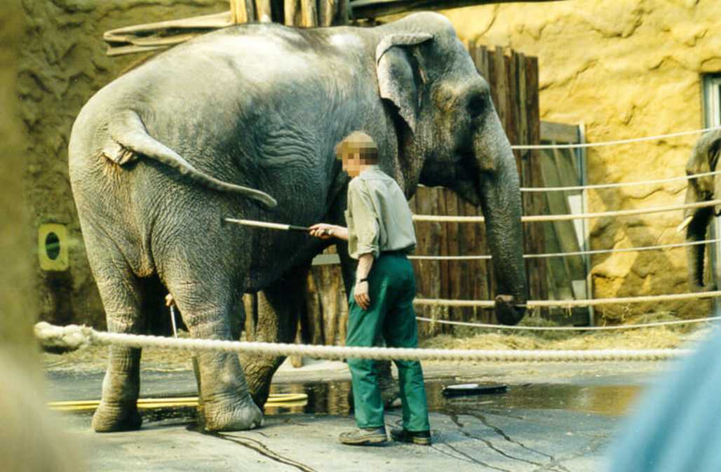 Elefant mit Pfleger im Zoo Dresden © Pro Wildlife