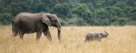 Konflikt zwischen Elefanten und Menschen in Sambia entschärfen