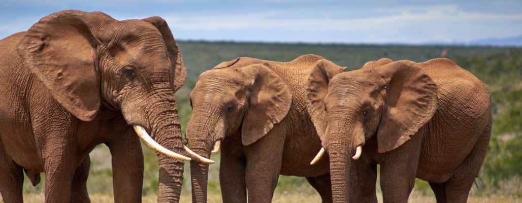 Elfenbeinhandel – Wilderei von Elefanten