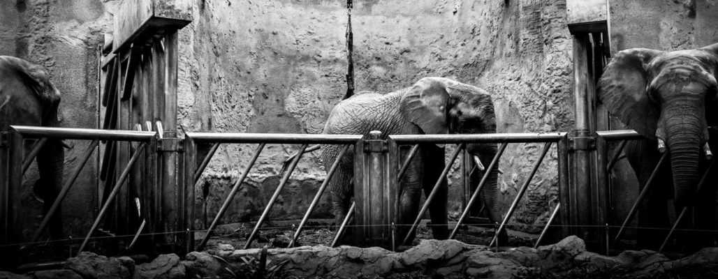 Elefanten im Zoo: Ein Leben in Gefangenschaft