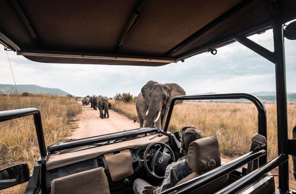 Safari mit Elefanten in Afrika