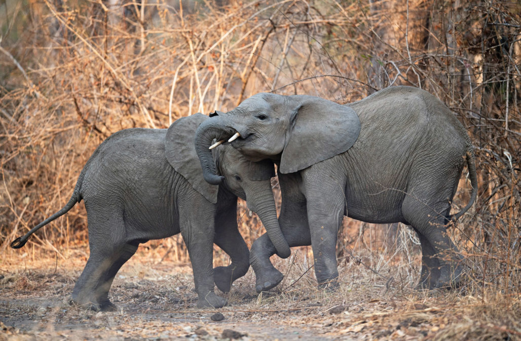 Elefanten im South Luangwa Nationalpark, Sambia
