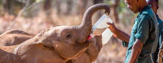 Aktuelle Spendenaktion Elefanten retten