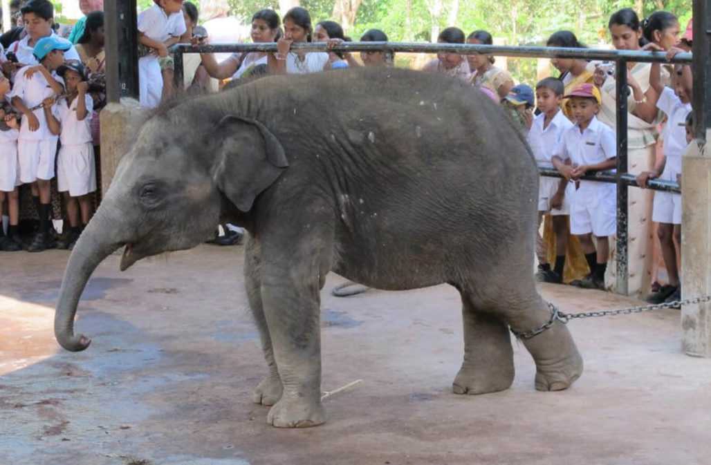 Elefantenbaby an einer Kette im „Waisenhaus“ Pinnawela