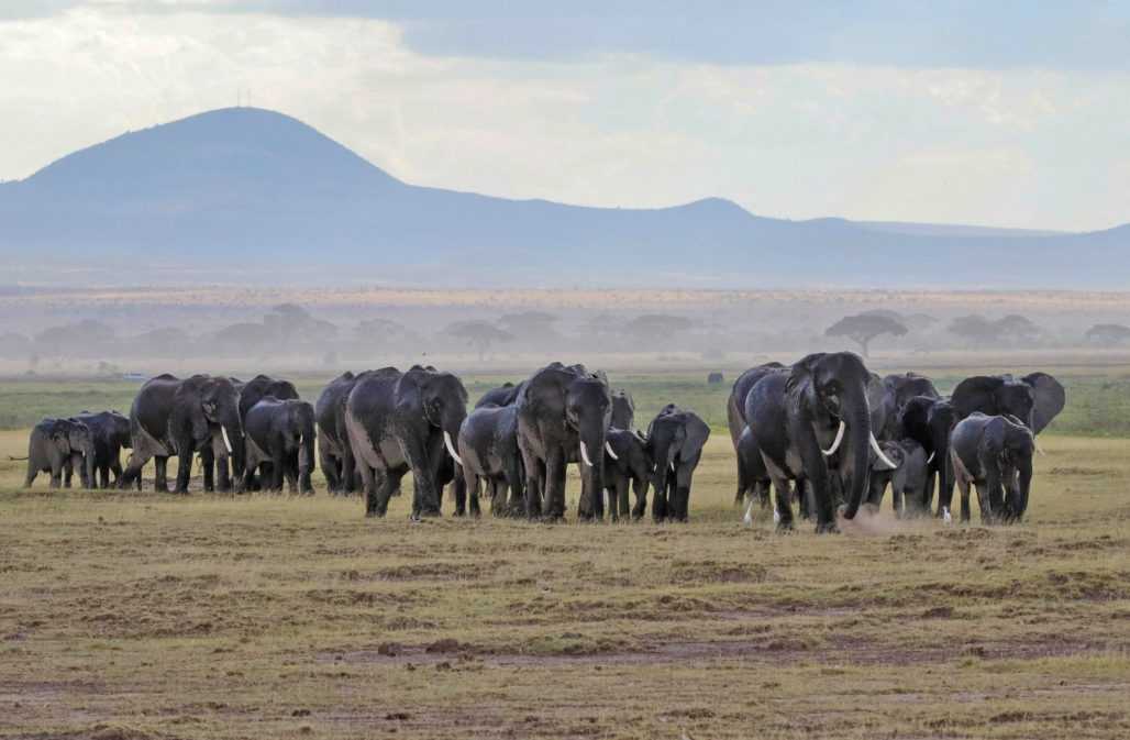 Elefanten sind Herdentiere und leben in Familienverbänden.