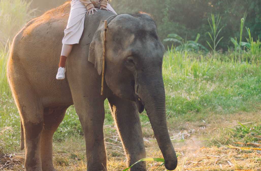 Elefantentourismus: Elefantenreiten