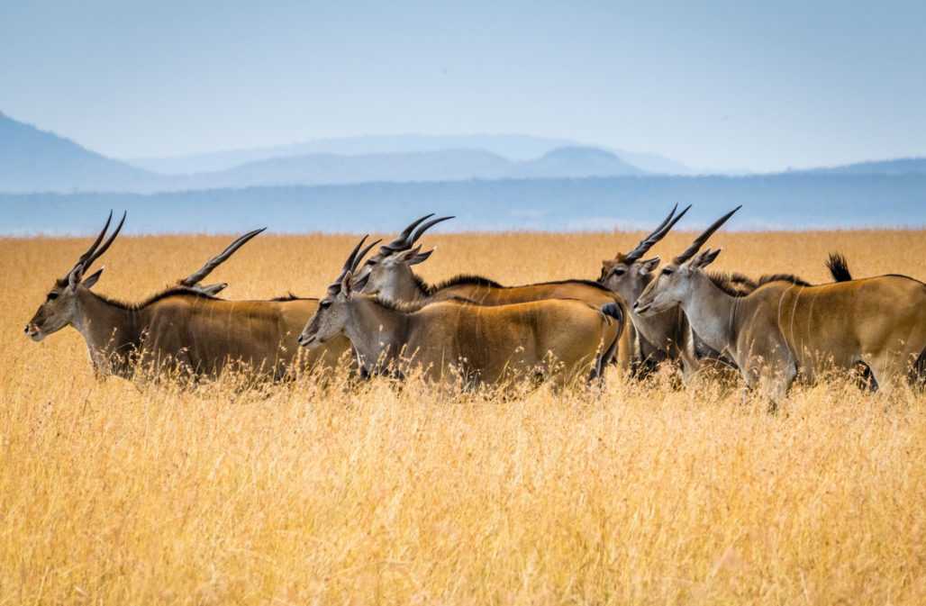 Elenantilopen im Masai Mara Naturschutzgebiet, Kenia