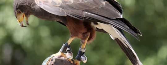 Falknerei und Greifvogelschau: Freizeitspaß oder Tierquälerei?